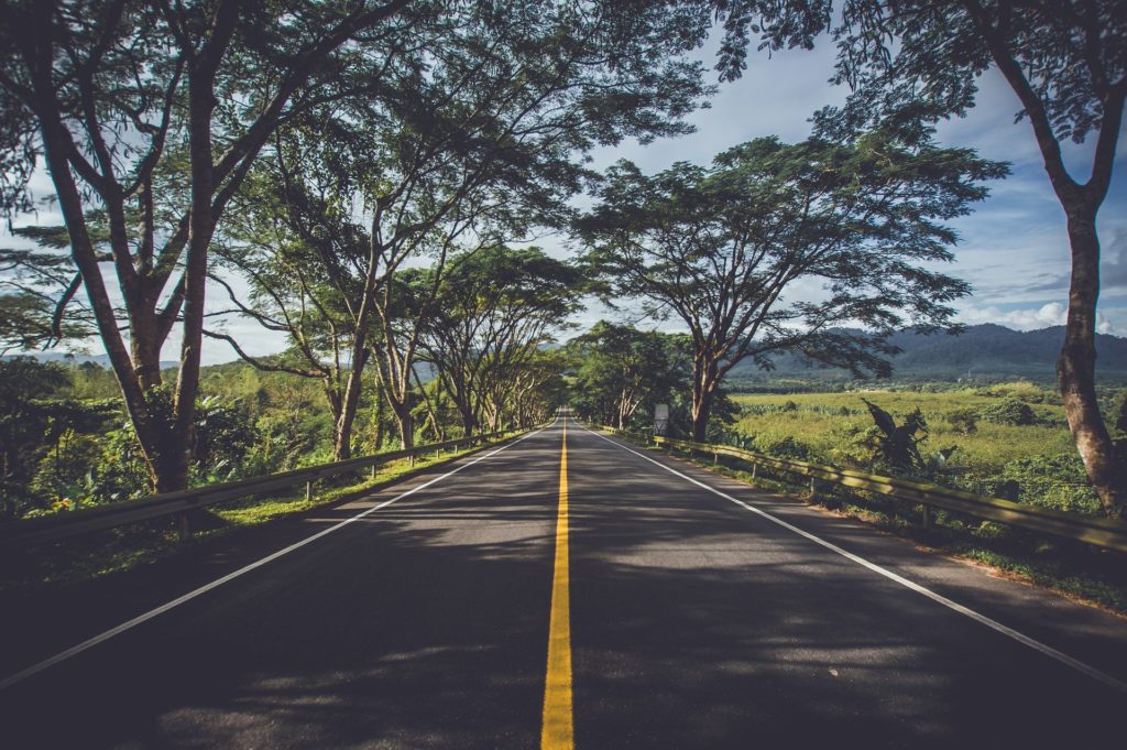 Tree-lined road